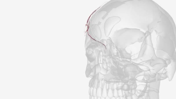Супрарорбітальна Артерія Гілка Офтальмологічної Артерії — стокове відео