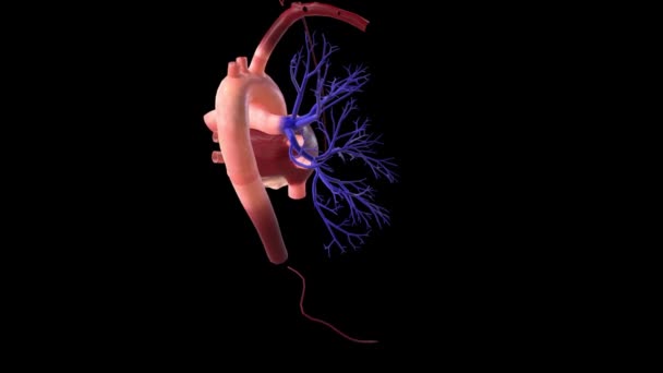 心血管系统提供全身的血液供应 — 图库视频影像