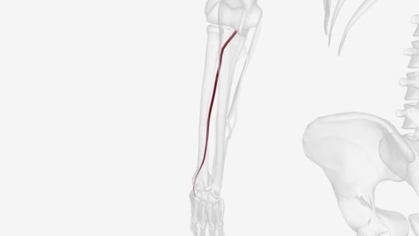 Posteriror Inferior Beyincik Arteri Vertebral Arter — Stok video