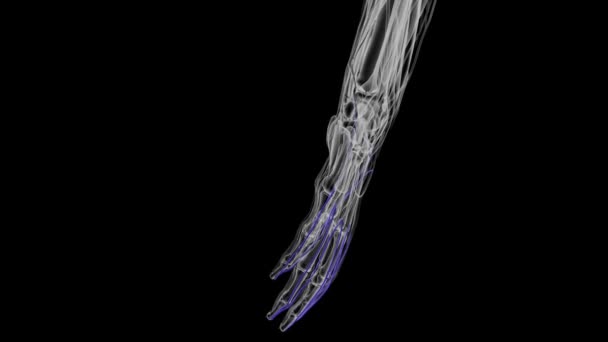 ドーサールのデジタル静脈は指の側面に沿って渡り 枝を伝えることによって互いに結合されます — ストック動画