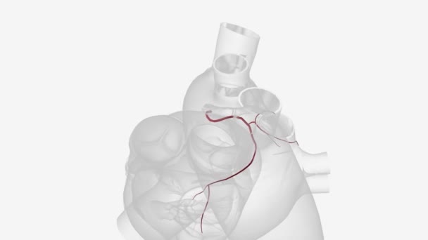 右冠動脈のシノラトリアルブランチ — ストック動画