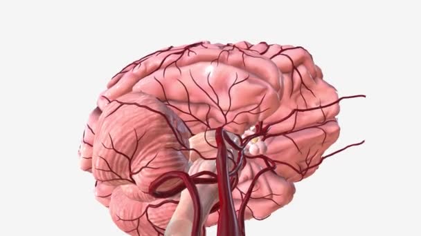 Gross Anatomy Brain Blood Supply Brain — Stock Video