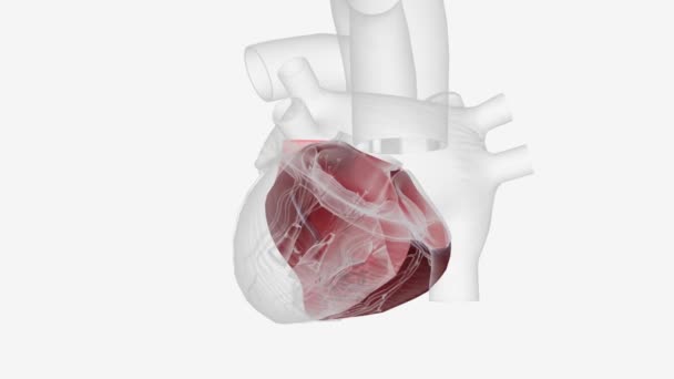 Right Ventricle Ven Trih Kul One Four Chambers Heart — Stock Video
