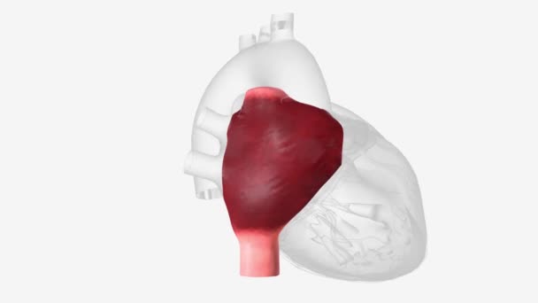 Right Atrium One Four Chambers Heart — Stock Video