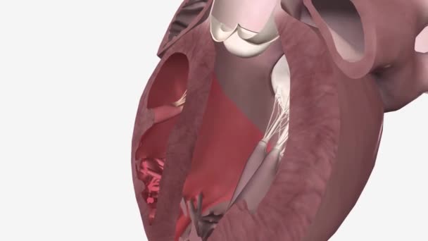Μιτροειδής Βαλβίδα Βρίσκεται Μεταξύ Του Άνω Αριστερού Καρδιακού Θαλάμου Αριστερός — Αρχείο Βίντεο