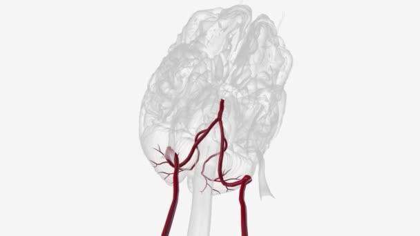 Плакатор Нижньої Мозкової Артерії Хребетної Артерії — стокове відео