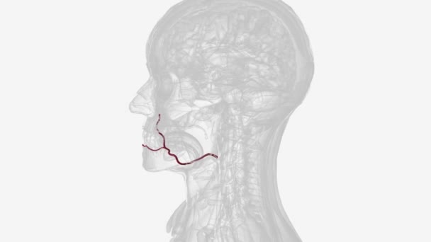 Die Arterie Labialis Inferior Durchquert Die Unterlippe — Stockvideo