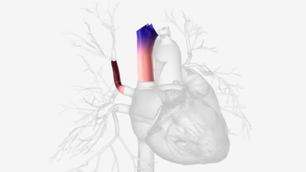 右上肺静脉和上腔静脉 — 图库视频影像
