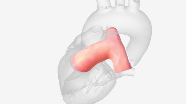 Tronco Polmonare Una Breve Arteria Che Trasporta Sangue Deossigenato Dal — Video Stock