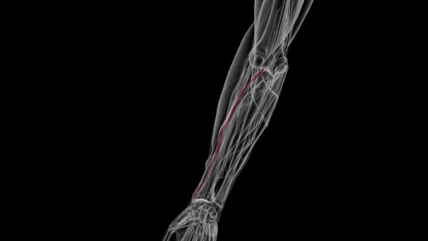 Den Radiale Arterie Giver Blodtilførsel Til Albuen Fælles Laterale Underarm – Stock-video