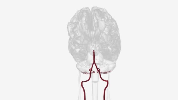 Задняя Нижняя Мозжечковая Артерия Позвоночная Артерия — стоковое видео