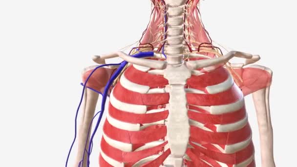 锁骨下静脉是主要的中央静脉之一 位于锁骨两边 在静脉血液从上肢输送到心脏的过程中起着重要作用 — 图库视频影像
