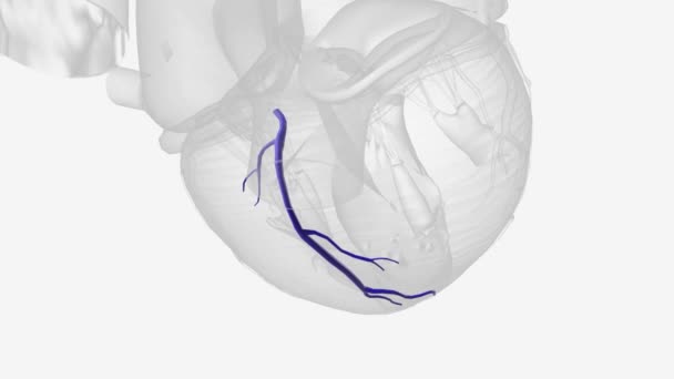 Middle Cardiac Vein Commences Apex Heart — Stock Video