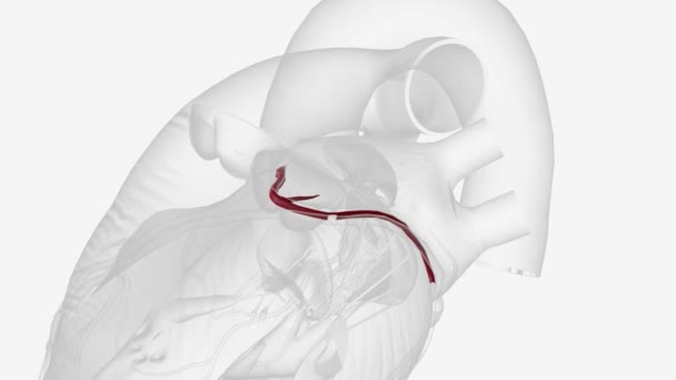 左冠動脈の円柱フレックス分岐 — ストック動画