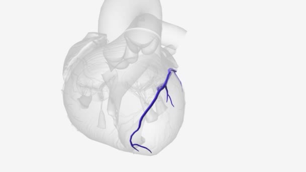 大きな心臓静脈 左冠状静脈 は心臓の静脈である それは心臓の頂点から始まり 前心室に沿って上昇します — ストック動画