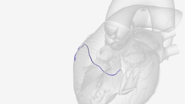 Small Cardiac Vein Vein Heart Which Accompanies Acute Marginal Artery — Stock Video