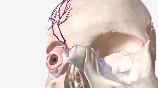 Arteria Supraorbital Una Rama Arteria Oftálmica — Vídeos de Stock