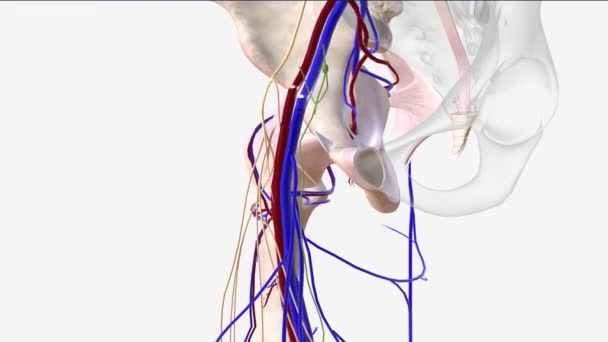 股静脉是一种位于大腿深处的大血管 — 图库视频影像