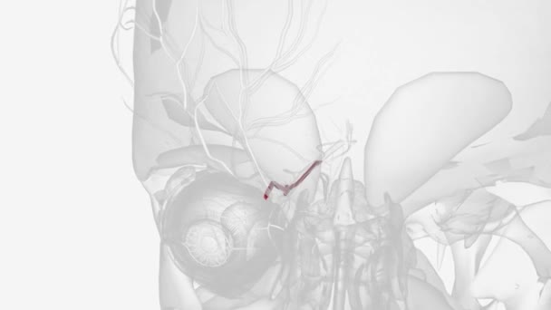Ophthalmic Artery Artery Head First Branch Internal Carotid Artery Distal — Stock Video