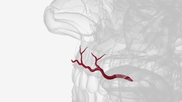 Die Arteria Labialis Superior Oberer Labialarm Der Arteria Facialis Ist — Stockvideo