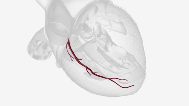 Rama Interventricular Posterior Arteria Coronaria Derecha — Vídeo de stock