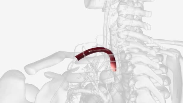 Left Subclavian Artery Fifth Branch Aorta Third Branch Arch Aorta — Stock Video