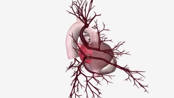 Καρδιαγγειακό Σύστημα Παρέχει Παροχή Αίματος Όλο Σώμα — Αρχείο Βίντεο