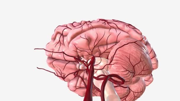 Brutto Anatomie Der Blutversorgung Des Gehirns — Stockvideo
