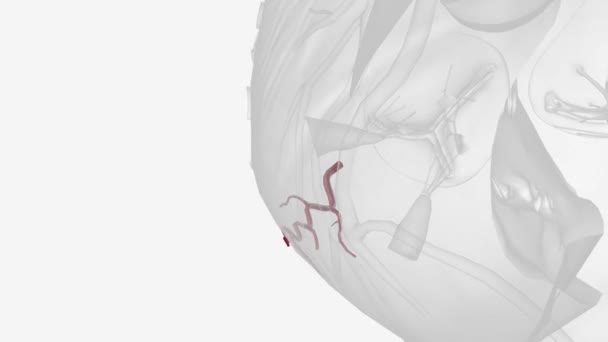 Rama Marginal Derecha Arteria Coronaria Derecha — Vídeos de Stock