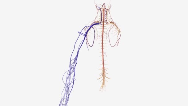 头皮静脉是手臂上的一种肤浅静脉 — 图库视频影像