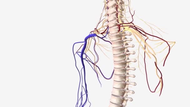 サブクレビアン静脈は トランクの両側に位置する大きな中央静脈の一つであり 上端から心臓への静脈血の輸送に役割を果たしています — ストック動画