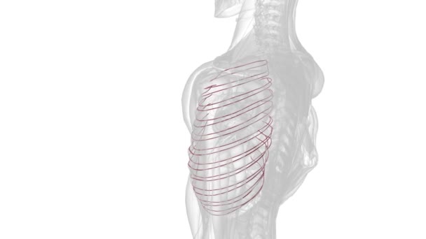 Intercostal Arteries Group Arteries Supply Area Ribs Called Intercostal Space — Stock Video