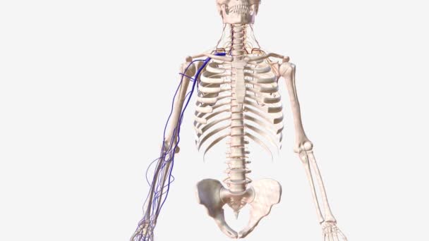 セファリック静脈は バジル静脈とともに 上肢を排出する主要な表面静脈の一つです — ストック動画