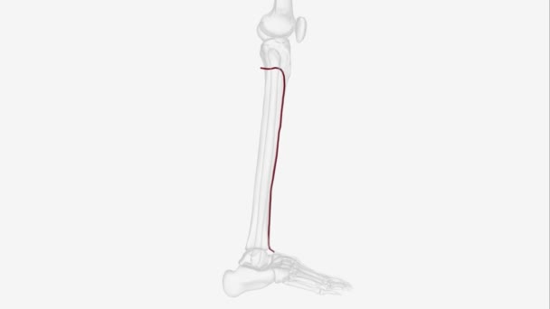 Anterior Tibial Arter Popliteal Arterin Ana Dallarından Biridir Popliteal Fossa — Stok video
