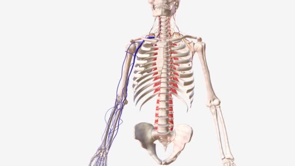 头皮静脉 与基底静脉一样 是排空上肢的主要浅表静脉之一 — 图库视频影像