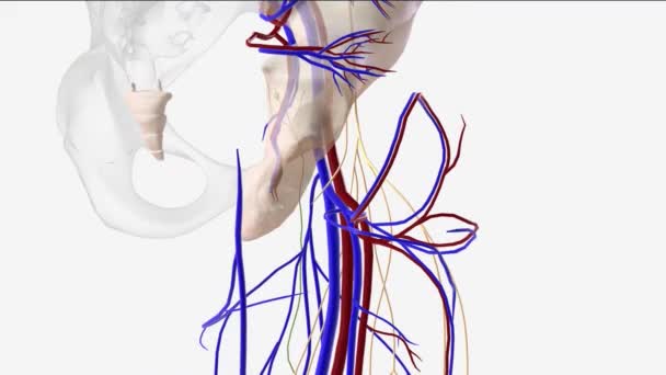 Femoral Vein Large Vessel Located Deep Thigh — Stock Video