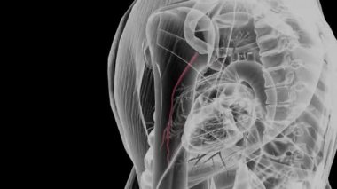 Yan torasik arter aksiller lenf düğümlerine, serratus anterior, pectoralis major, pectoralis minor ve subscapularis kas .