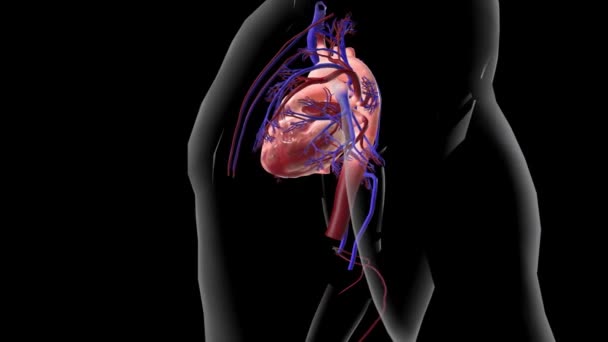 主动脉是将血液从心脏输送到身体其他部位的主要动脉 — 图库视频影像
