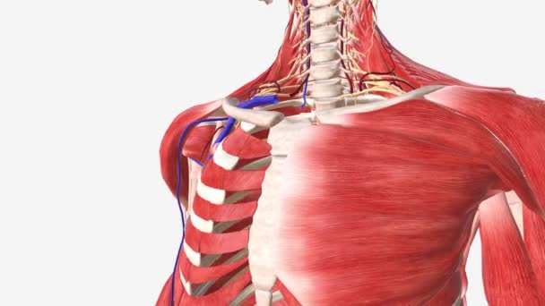 锁骨下静脉是主要的中央静脉之一 位于锁骨两边 在静脉血液从上肢输送到心脏的过程中起着重要作用 — 图库视频影像