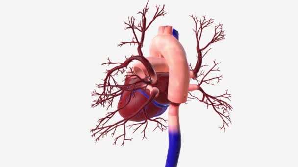 肺静脈は時々肺静脈と呼ばれ 新しく酸素化された血液を肺から心臓の左側に移す血管である — ストック動画