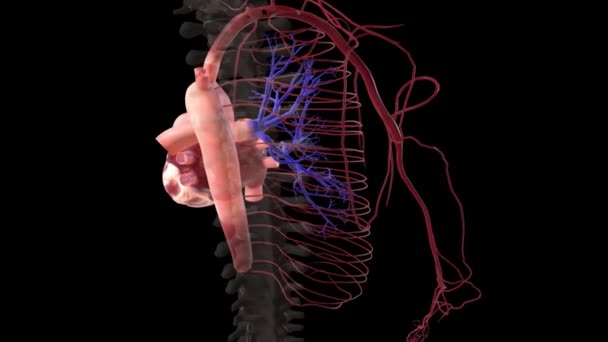 Aorta Den Viktigaste Artären Som Transporterar Blod Från Hjärtat Till — Stockvideo