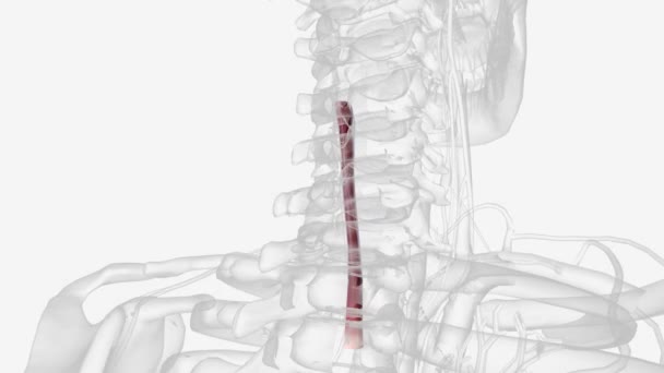 左颈总动脉起源于上纵隔内的主动脉弓 — 图库视频影像