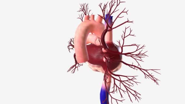 Das Herz Kreislauf System Sorgt Für Die Blutversorgung Des Gesamten — Stockvideo