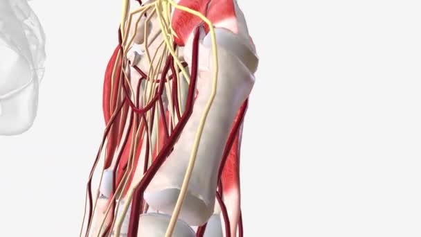 Las Arterias Metacarpianas Palmares Son Tres Cuatro Arterias Que Surgen — Vídeos de Stock