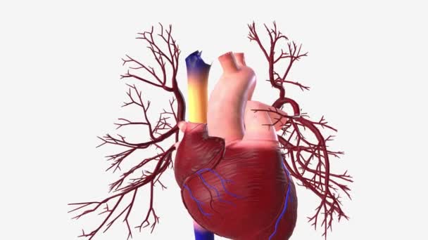 上腔静脉 Superior Vena Cava 简称Svc 是一种无瓣膜的大静脉 从身体上半部分输送静脉血液 并返回右房 — 图库视频影像