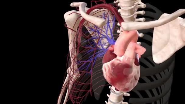 Kardiyovasküler Sistem Tüm Vücuda Kan Sağlıyor — Stok video