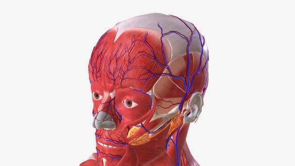 Head Facial Vascular System — Stock Video
