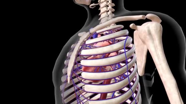 Καρδιά Και Αιμοφόρα Αγγεία Στον Θώρακα — Αρχείο Βίντεο