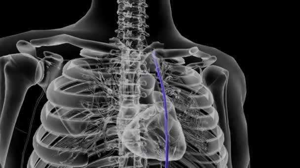 胸内动脉提供前壁及其相关结构 — 图库视频影像