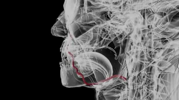 Arteria Facial Arteria Maxilar Externa Textos Más Antiguos Una Rama — Vídeo de stock